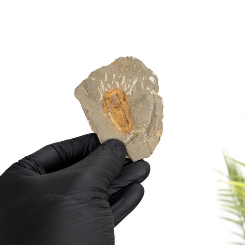 Kingaspidoides trilobite - kingaspidoides, on