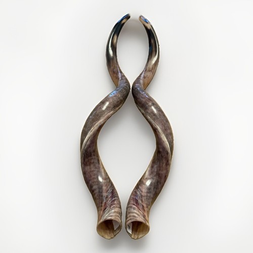 Twin shofars yemenite kudu - twin,