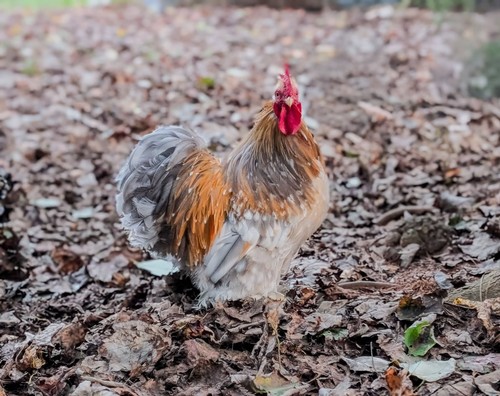 Calico blue bantam - 12,