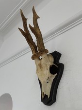Antlers of a  Roe Deer 527 Real Taxidermy mounted interior design horns