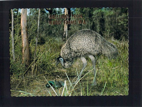 F9667 australia birds emu - birds,