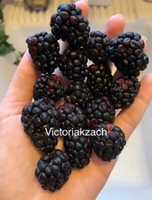 Blackberry Seeds Homegrown