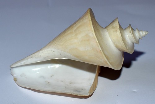 Sea shell shells turridae - shells,