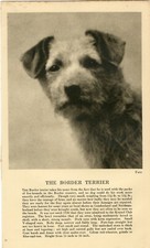 BORDER TERRIER HEAD STUDY & TEXT OLD 1930 DOG PHOTO by FALL PRINT PAGE
