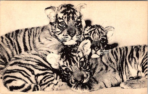 Tiger cubs new york - tiger, cubs,