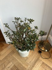 Very Large Mature Jade Plant 85 cm