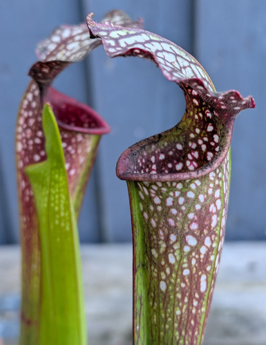 Sarracenia prometheus leah - x,