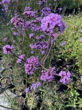 Verbena litre pot - 2,