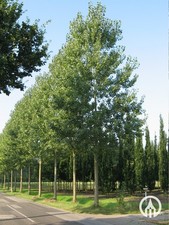 25 Hybrid poplar cuttings verity P. Canadensis “robusta” Fast And Easy To Grow