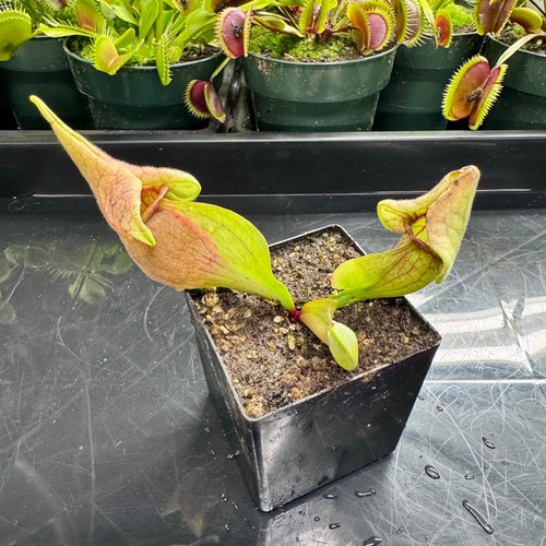 Sarracenia purpurea smurf - purpurea, 'smurf'