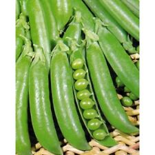 PEA PETITE POIS  PETIT PROVENCAL  250 FINEST SEEDS