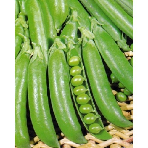 Pea petite pois - pea,