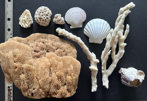 Huge sea sponge - sponge, finger
