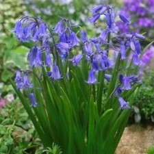 8 HYACINTHOIDES NONSCRIPTA