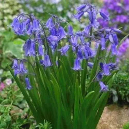 English bluebells non - 12,