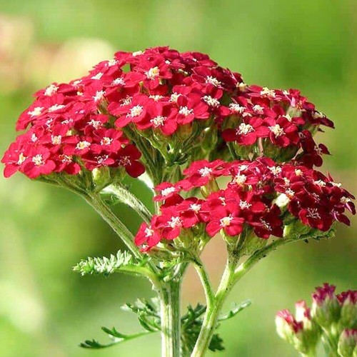 100 red rose achillea - 100,