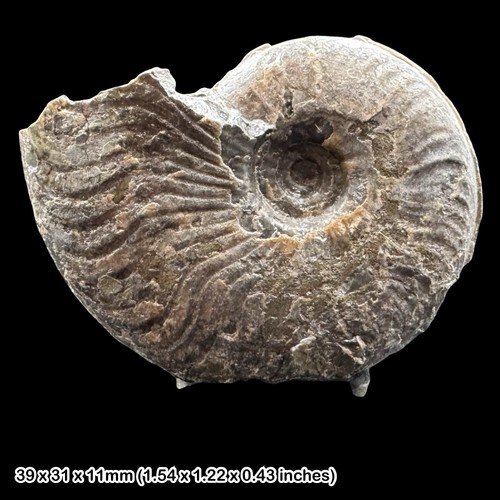 Cleviceras exaratum ammonite - exaratum,