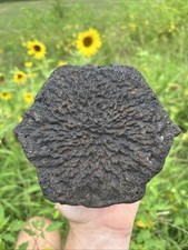 Very Very Nice Extinct Baleen