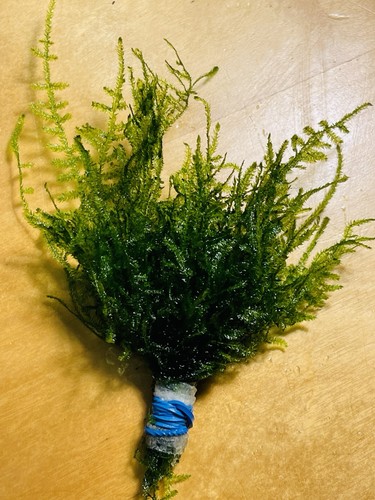 Java moss live aquarium - moss, plant