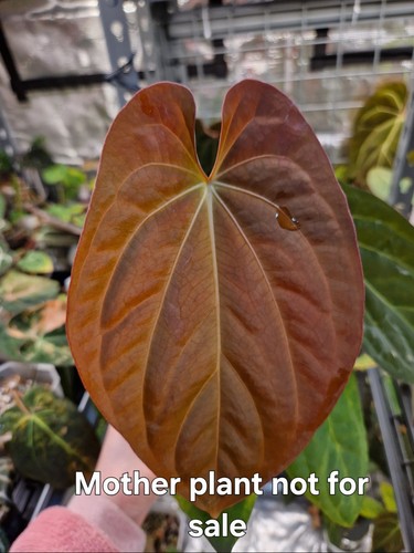 Anthurium bvep goliath - bvep,