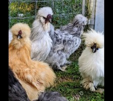 Silky Chickens ( Please Read