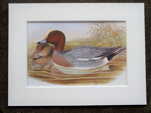 John gould 1970s vintage - -,