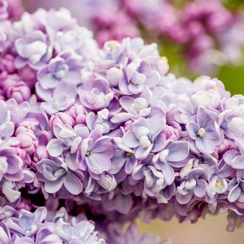President gra lilac - 25,