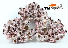 Barnacle shells size - barnacle, xl