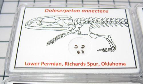 Permian doleserpeton amphibian - doleserpeton,