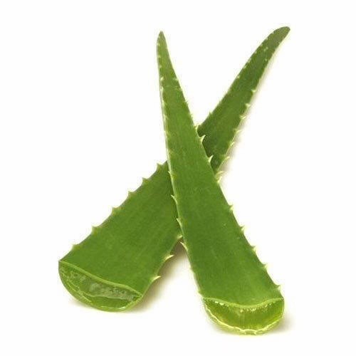 Aloe vera leaf freshly - aloe, cut