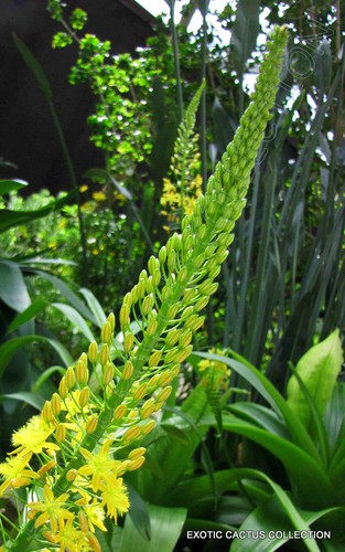 Rooiwortel bulbine natalensis - rooiwortel,