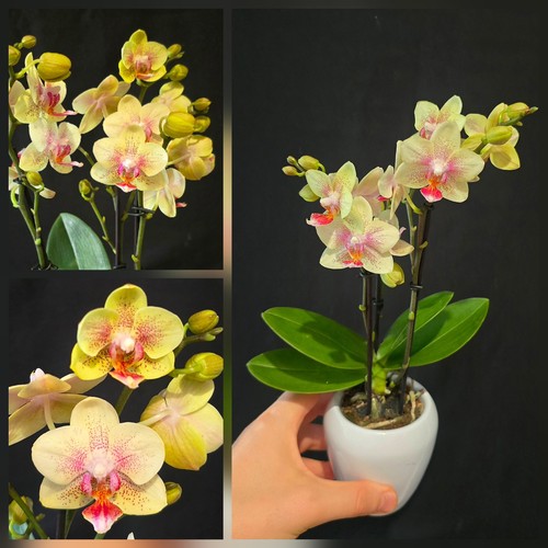 Mini phalaenopsis flower - phalaenopsis.,