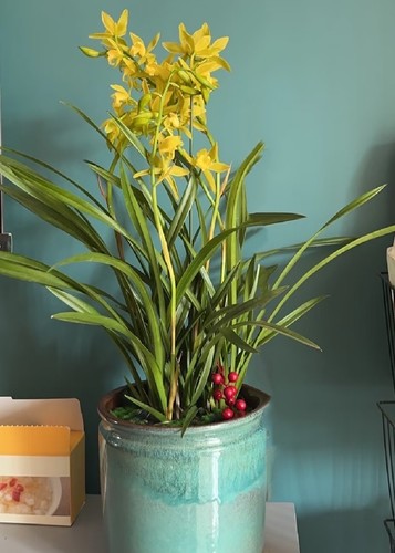 Rare cymbidium ensifolium - rare,