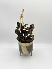 Jewel Orchid Ludisia Discolor – Rare Indoor Houseplant with Dark Velvet Leaves