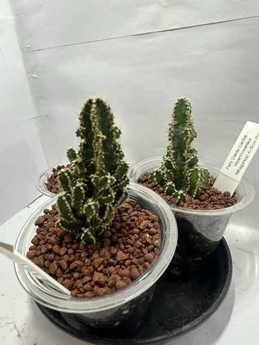 Rare fairy castle cactus - rare,