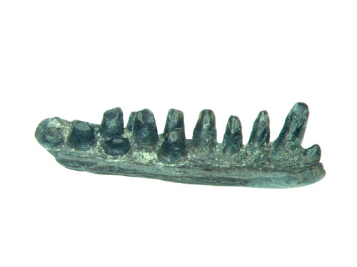 Permian reptile captorhinus - permian,