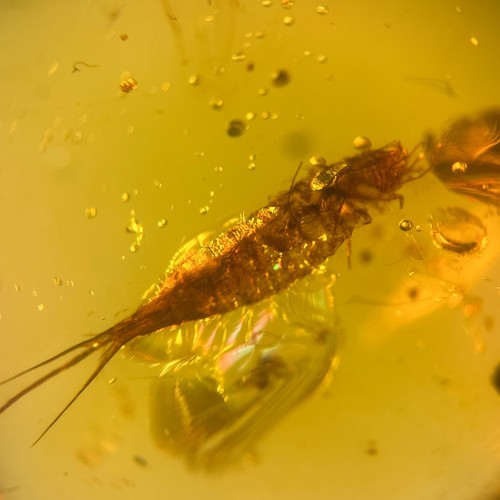 Silverfish burmese - burmese, /
