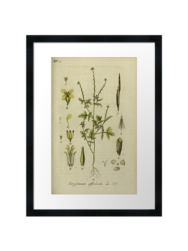 Botanical framed wall - 54, art