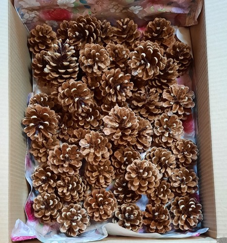 Natural pine cones british - natural,