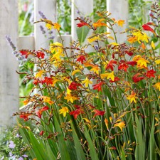 Crocosmia - Montbretia - pack
