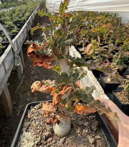 Boswellia nana own - nana, root