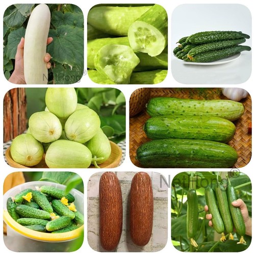 Cucumber seeds vegetable fruit - seeds,