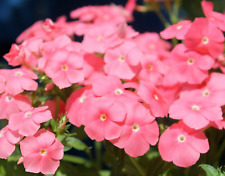 15 Salmon Beauty Phlox Seeds -