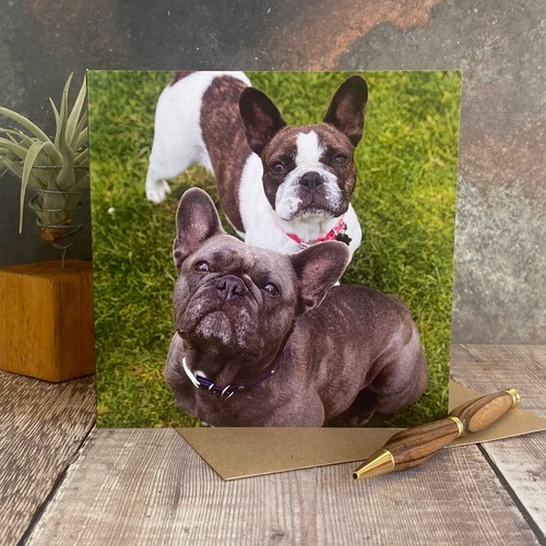 French bull dogs - french, greeting