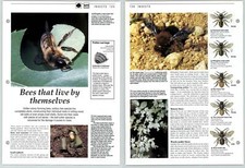 Bees That Live By Themselves - Insects - The Living Countryside Page