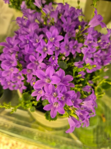 Small potfull campanula - a,