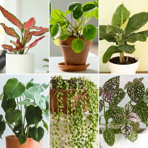 House plant collection - house, 6