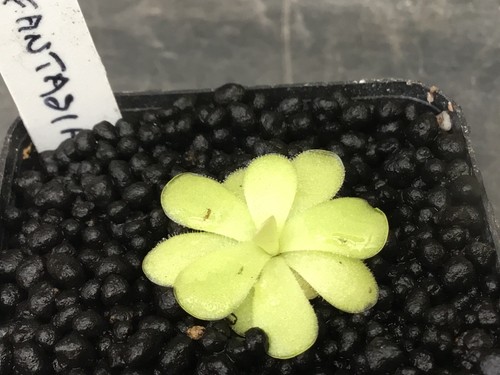 Pinguicula fantasia - pinguicula,