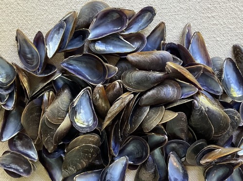 Blue mussel seashells natural - blue,