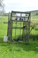 Photo 6x4 Larsen trap